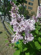 ウスゲシナハシドイ0528