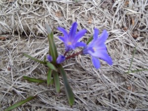 「チオノドクサ」の画像