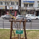 「ライラック」の画像