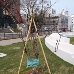 「植物ボランティア募集！」の画像