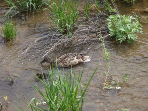 「創成川のカモ親子」の画像