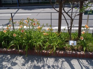 「お助け隊活動Ⅱ」の画像