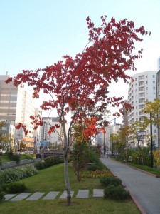 「秋の公園の様子」の画像