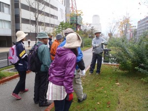 「小雨の中の植物ボランティア」の画像