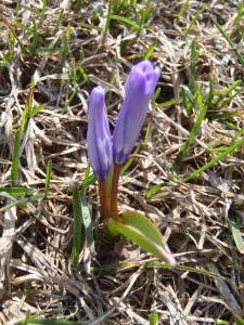 「チオノドクサが咲き始めました」の画像