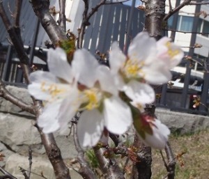 「お天気のいいGWの一日 4/30」の画像