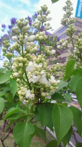 「ライラック情報5/17」の画像