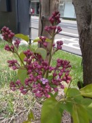 「創成川公園のライラック情報」の画像