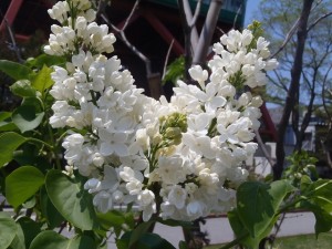 「ライラック＆園内の花情報」の画像