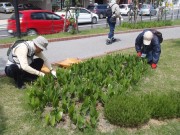 「６月の植物ボランティア」の画像