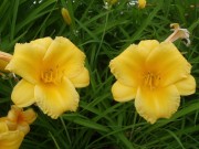 「ヘメロカリス・シモツケ開花情報7/9」の画像