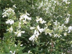 「秋の公園で、清掃ボランティア活動とハギ」の画像