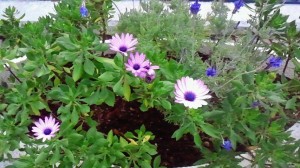 「広場のコンテナ花壇も冬ごもりへ」の画像