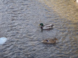 「創成川にカモがやってきました」の画像