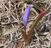 「春を告げる　チオノドクサ　ライラックの芽　」の画像