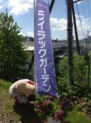 「明日ライラックまつり　今日のライラック」の画像