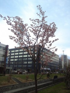 「さくらさく」の画像