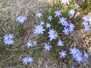 「少し日差しが暖かく、花たちも」の画像