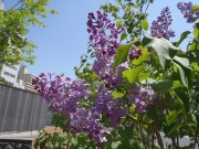 アセシッピ0531－1