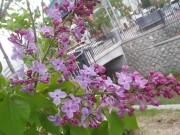 「ライラック」の画像