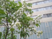 イーディスガブェル