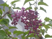 エスタ－スティリー