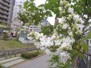 ジェネラルシュリダン１