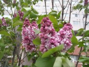 フランクフルターフリューリンク１