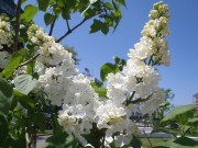 フローラ0531－1