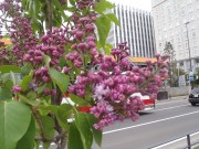 プレジダングレビー１