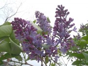 プレジデントリンカーン２