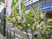 マダムフローレントステップマン２