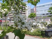 ミスエレンウイルモット0531－1