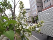 ミスエレンウイルモット２