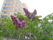 ラムフォンホルステンシュタイン２