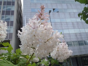 「遅咲きのライラック」の画像