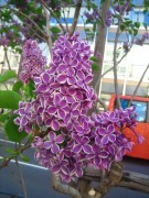 「ライラックとランチ＆カフェ」の画像