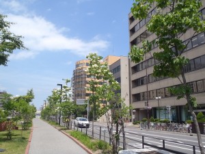 「ハシドイ」の画像