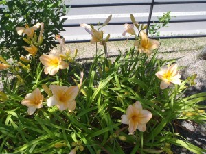 「今が見頃のヘメロカリス」の画像