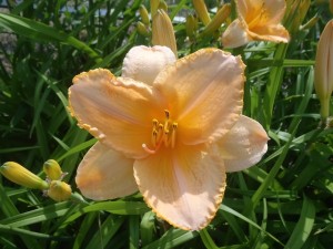 エッチドインゴールド１