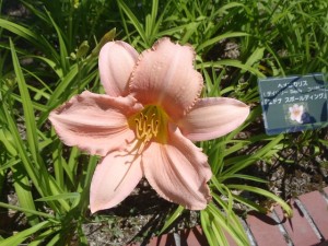 エドナスポールディング01