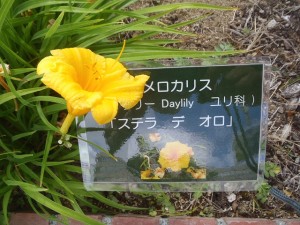 「ヘメロカリスが咲き始めました」の画像