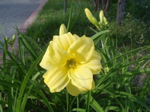 ダブルキューティー３