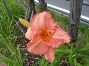 ダンシングシバ１