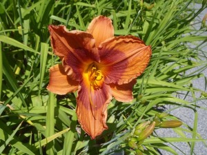 ヂュークオブダーハム01