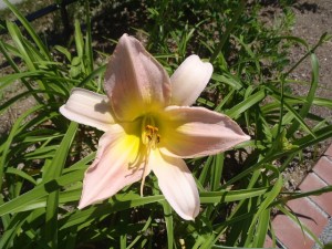 ライラックスノー01