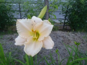 ララバイベイビー１