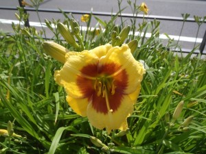 リトルビックマン２