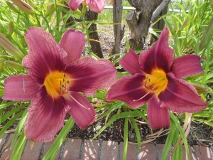 ロシアンラプソディー２