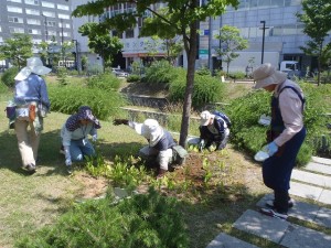 「暑い中　植物ボランティア　がんばる！」の画像